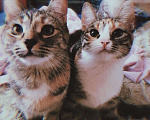 Кошки в Ливны: Кошки, Бесплатно - фото 1