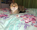 Кошки в Нолинске: Вязка шотландский вислоухий, 2 000 руб. - фото 9