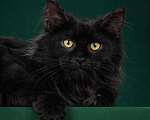 Кошки в Ливны: Котята мейн-кун, 40 000 руб. - фото 2