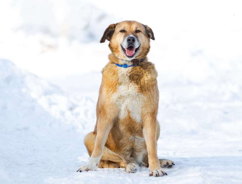 Собаки в других городах Московской области: Буся - путешественница Девочка, 1 руб. - фото 5