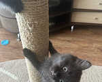Кошки в Можайске: Котики мальчики Мальчик, 10 руб. - фото 3