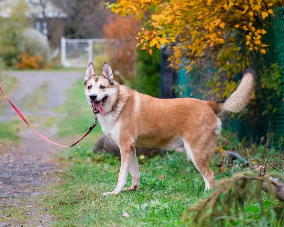 Собаки в Санкт-Петербурге: Красивый активный пёс Маффин ищет дом Мальчик, Бесплатно - фото 5