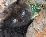 Кошки в Перми: Чудесные чистокровные сибирские котята Мальчик, 45 000 руб. - фото 2