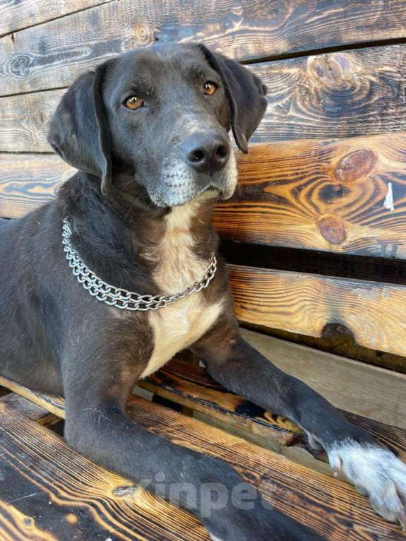 Собаки в Владимире: Метис дога Мальчик, Бесплатно - фото 1