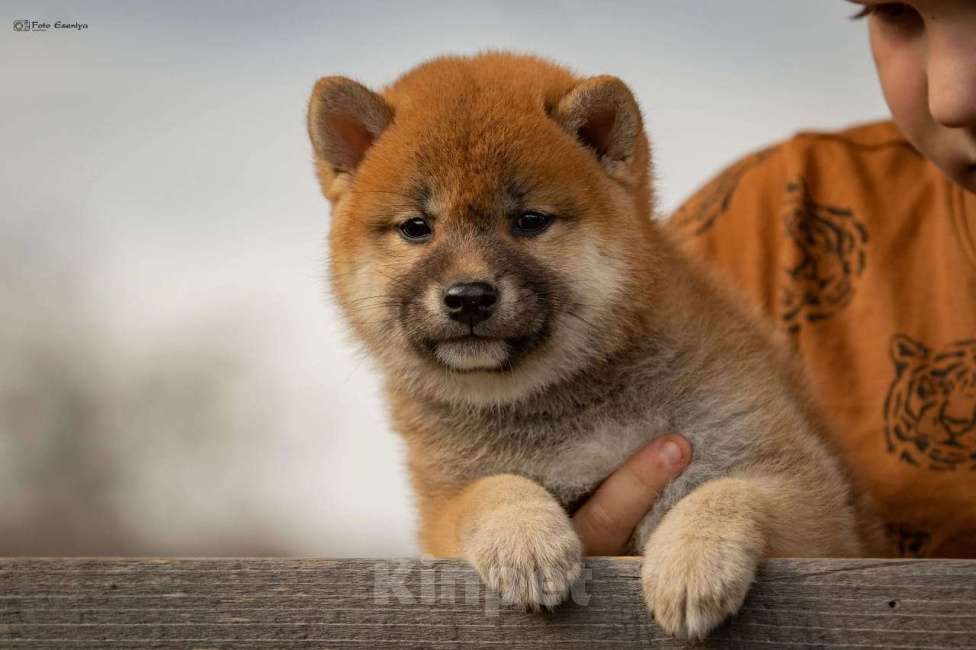 Собаки в Новокуйбышевске: щенок сиба ину. Девочка, Бесплатно - фото 1