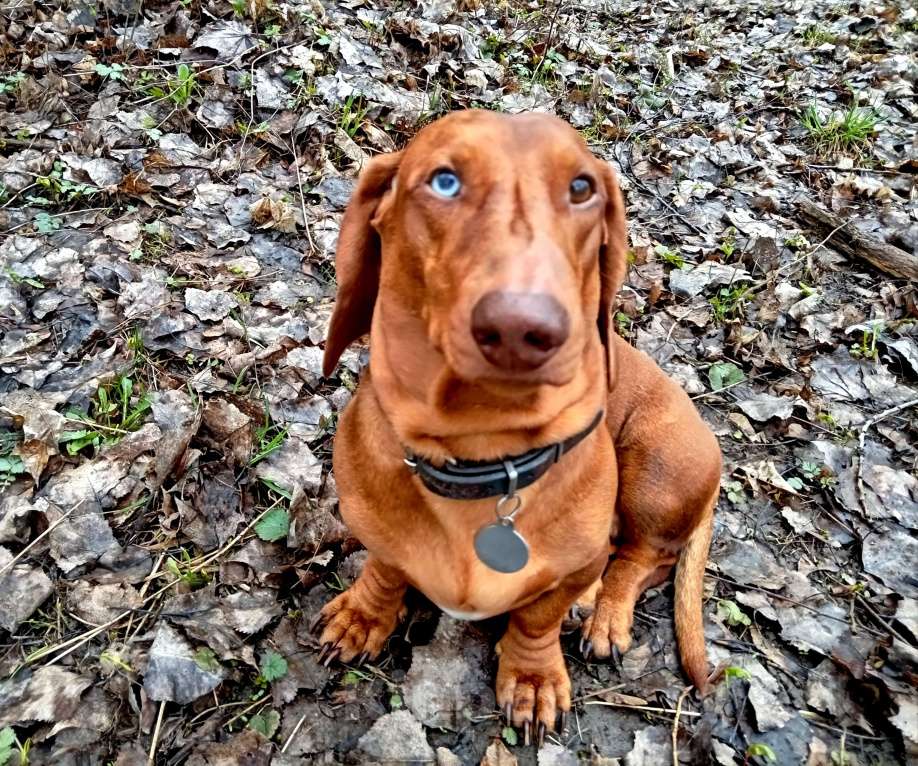 Собаки в Подольске: Предлагаю для вязки кобеля таксы стандартеой гладкошерстнойй Мальчик, 8 000 руб. - фото 1