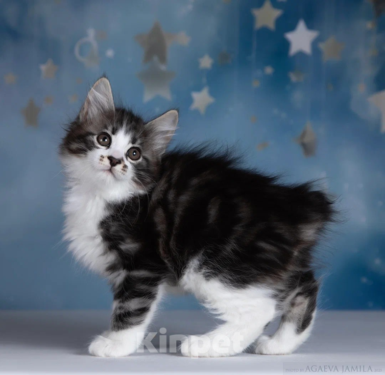 Кошки в других городах Московской области: Котик полудлинношерстный  Мальчик, 60 000 руб. - фото 3