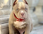 Собаки в других городах Московской области: Мальчик американский булли Мальчик, 140 000 руб. - фото 1