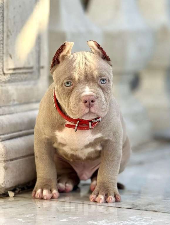 Собаки в других городах Московской области: Мальчик американский булли Мальчик, 140 000 руб. - фото 1