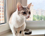 Кошки в Москве: Лика - трехцветная, нежная, теплая, добрая кошка в добрые руки Девочка, Бесплатно - фото 3