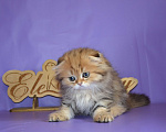 Кошки в Зеленограде: Хайленд фолд мальчик в золото Мальчик, 20 000 руб. - фото 7