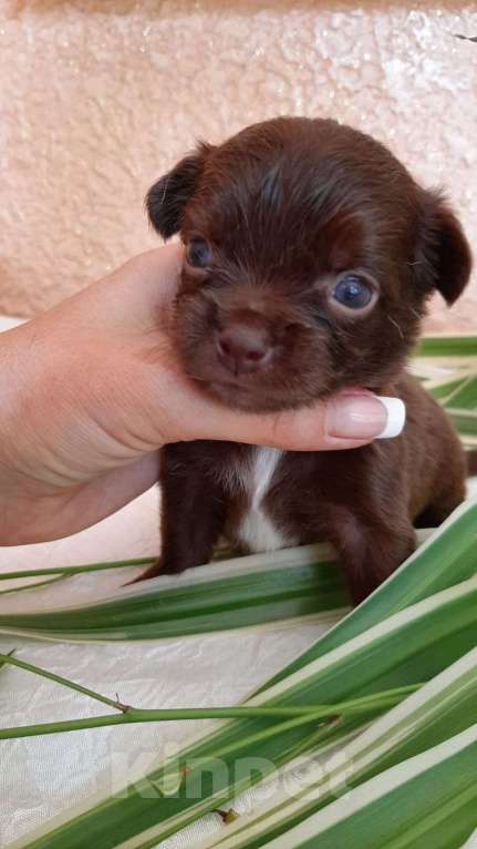 Собаки в Ейске: Щенок Чихуахуа Мальчик, 25 000 руб. - фото 1