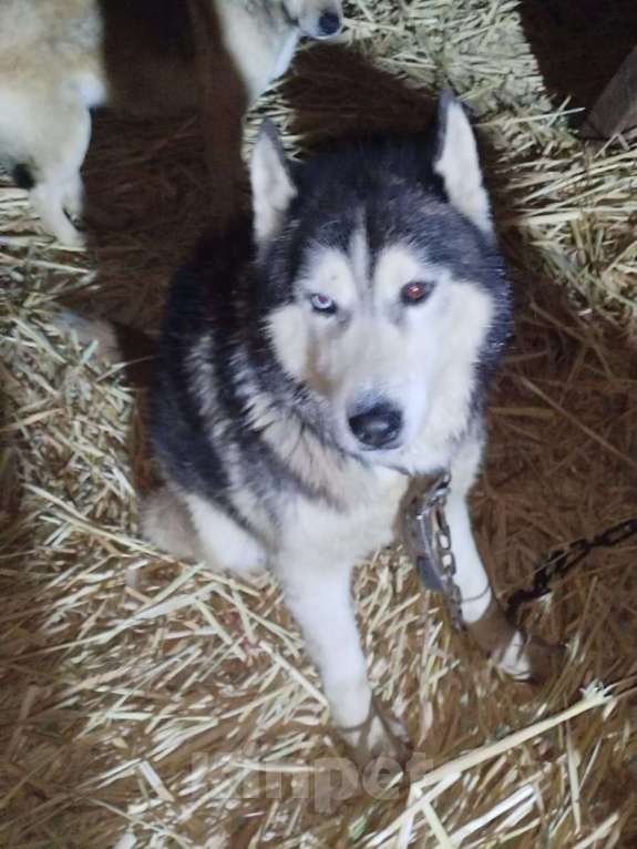 Собаки в Санкт-Петербурге: Отдам собаку бесплатно Мальчик, Бесплатно - фото 4
