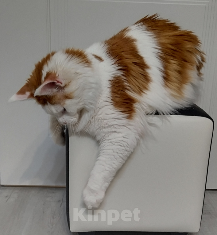 Кошки в Мытищах: Кошка Мейн-кун Девочка, 5 000 руб. - фото 2