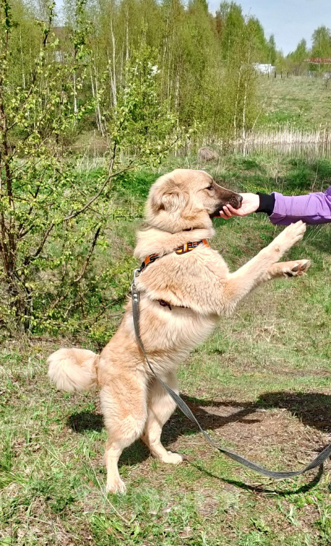 Собаки в других городах Московской области: Щенок Барри Мальчик, Бесплатно - фото 2
