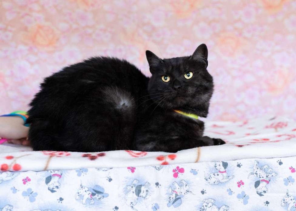 Кошки в Москве: Ласковый котик в добрые руки Мальчик, Бесплатно - фото 9