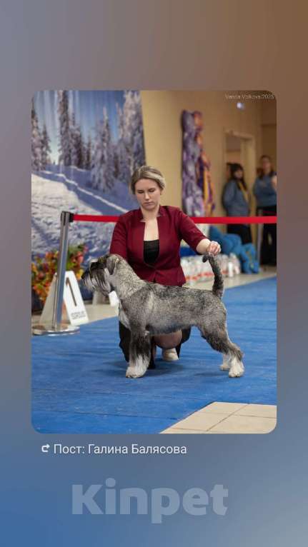 Собаки в Нижнем Новгороде: Щенки миттельшнауцера Девочка, 50 000 руб. - фото 1