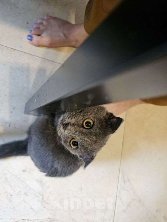 Кошки в Москве: Вислоухий котенок в добрые руки Девочка, Бесплатно - фото 3
