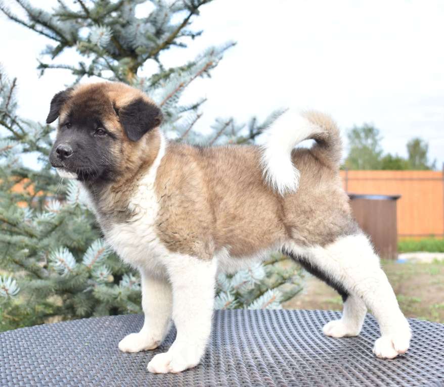 Собаки в Серпухове: Американская акита щенок  Девочка, 100 000 руб. - фото 4