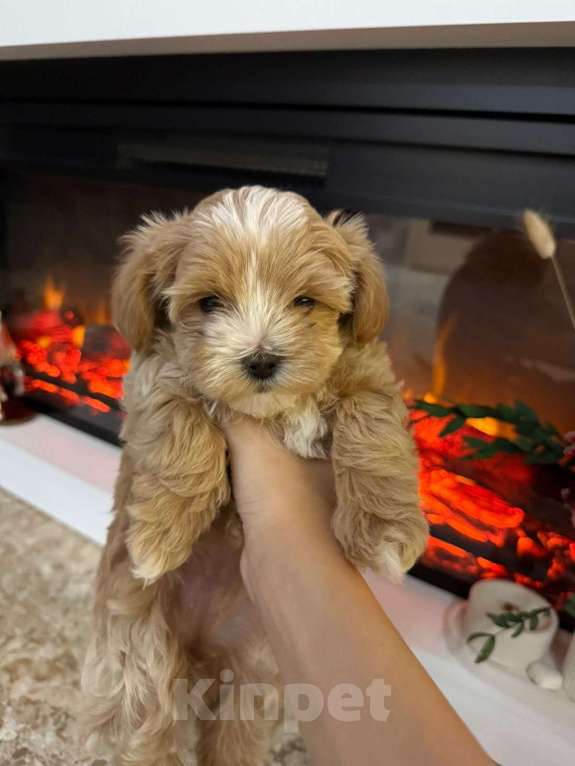 Собаки в других городах Ростовской области: Мальтипу мини Девочка, 150 000 руб. - фото 9