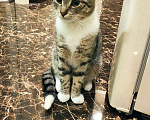 Кошки в Одинцово: Найден котенок подросток Мальчик, 1 руб. - фото 1