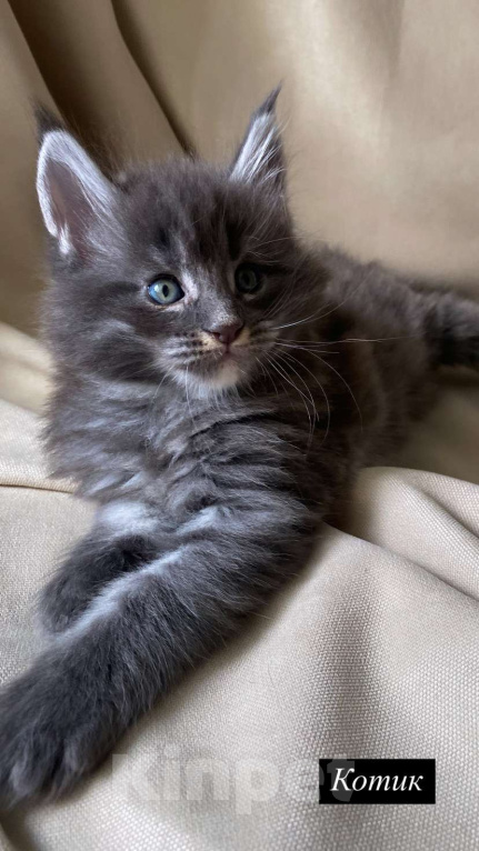 Кошки в Москве: Котята Мейн-Кун Мальчик, 100 000 руб. - фото 6