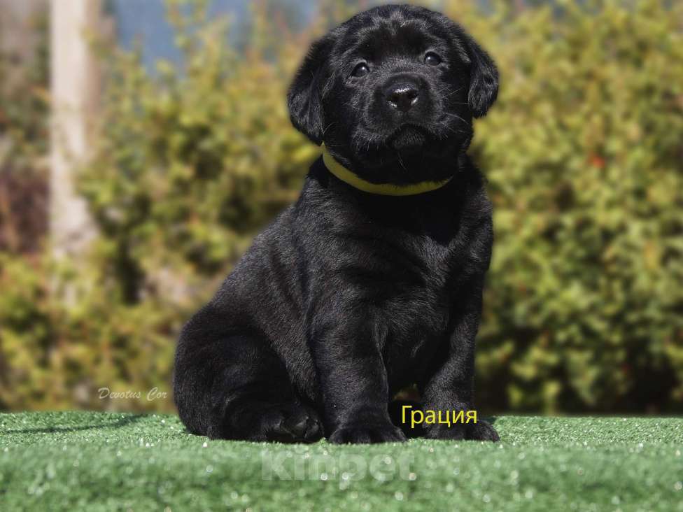 Собаки в Волжском: Щенки лабрадора Девочка, 55 000 руб. - фото 4