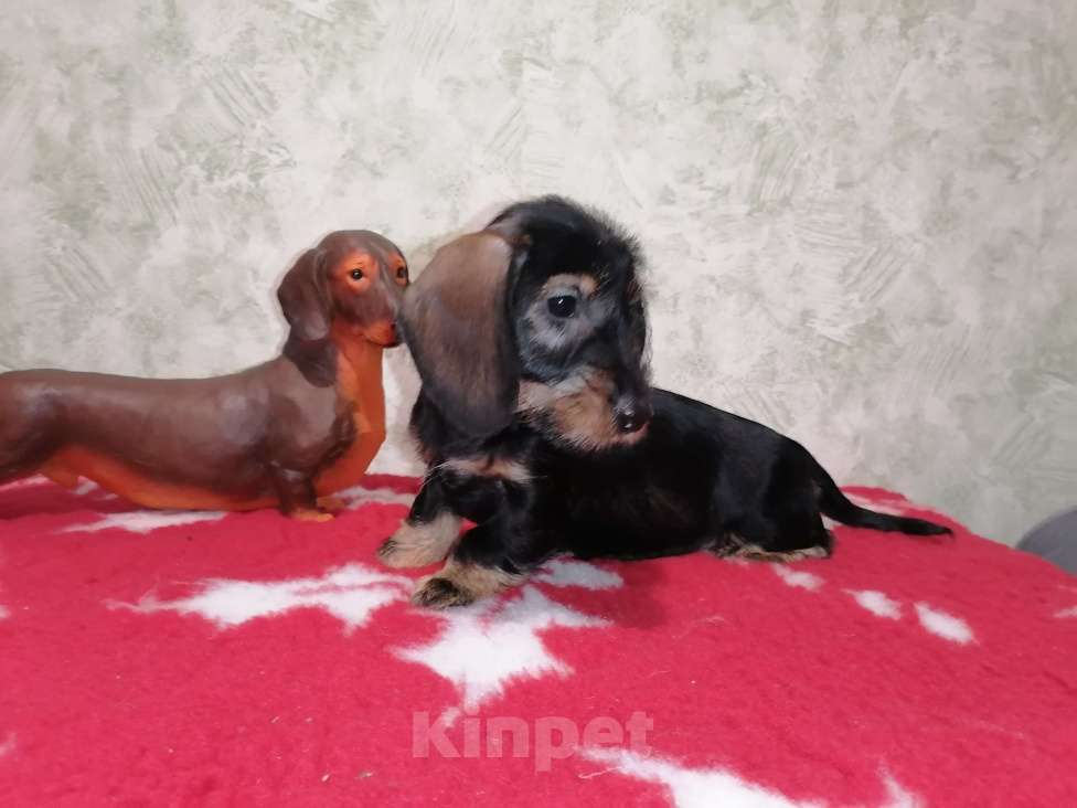 Собаки в Воронеже: Щенок таксы миниатюрной жесткошерстной   Девочка, 45 000 руб. - фото 4