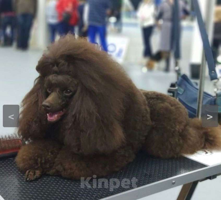 Собаки в Москве: Щенок пуделя мальчик 1 Мальчик, 90 000 руб. - фото 1