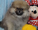 Собаки в Москве: Мохнатое счастье- мальчик померанец Мальчик, 28 000 руб. - фото 3