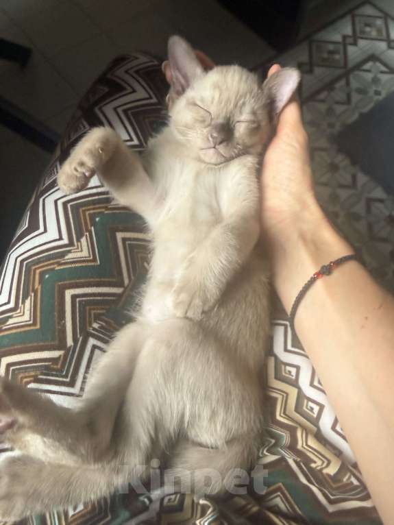 Кошки в Санкт-Петербурге: Бурманский котенок ( шоколад ) Мальчик, 33 000 руб. - фото 6