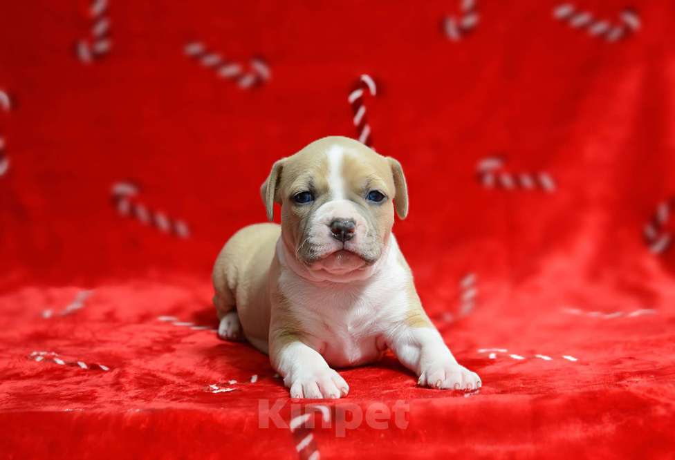 Собаки в Москве: Великолепная принцесса амстафф Девочка, 80 000 руб. - фото 2