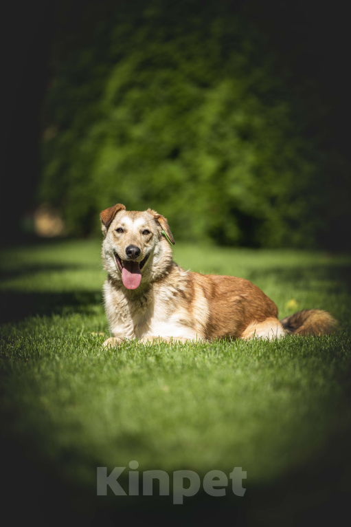 Собаки в других городах Московской области: Рыжая собака Апельсинка ищет дом! Девочка, Бесплатно - фото 5