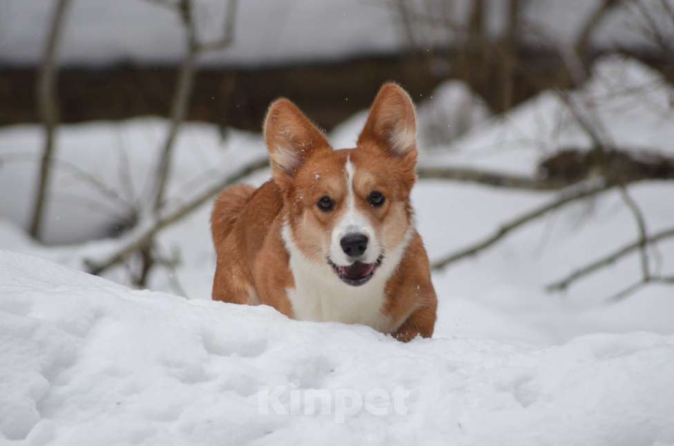Собаки в других городах Московской области: Василиса для ответственных владельцев. Девочка, Бесплатно - фото 4