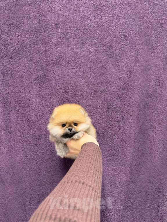 Собаки в Москве: Мини мальчик Мальчик, 27 000 руб. - фото 1