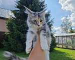 Кошки в Мурином: Кошечка мейн-кун классика тикированная черепаха на серебре с белым Девочка, 40 000 руб. - фото 4