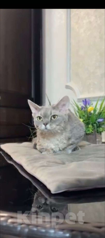 Кошки в Москве: Девон-рекс Девочка, 7 500 руб. - фото 1