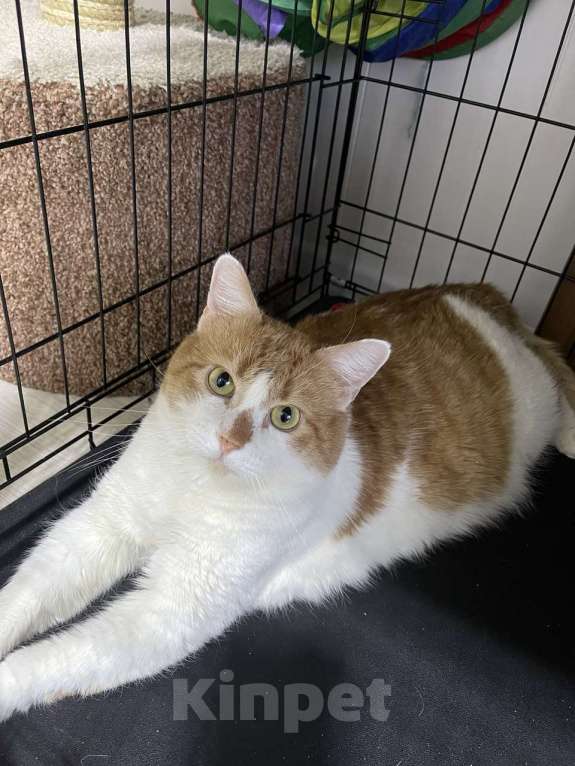 Кошки в Санкт-Петербурге: Котик ищет дом Мальчик, Бесплатно - фото 1