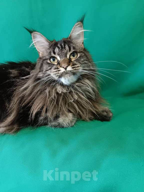 Кошки в других городах Владимирской области: Девочка мейн кун Девочка, 30 000 руб. - фото 3