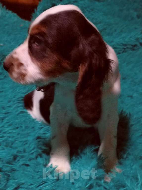 Собаки в Москве: Русский охотничий спаниель Мальчик, 45 000 руб. - фото 3