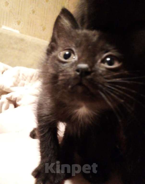 Кошки в Москве: 🔵 ( Рокки  Фил )  –  Игривый  и  ласковый  домашний  котёнок  –  любящим  людям Мальчик, Бесплатно - фото 5