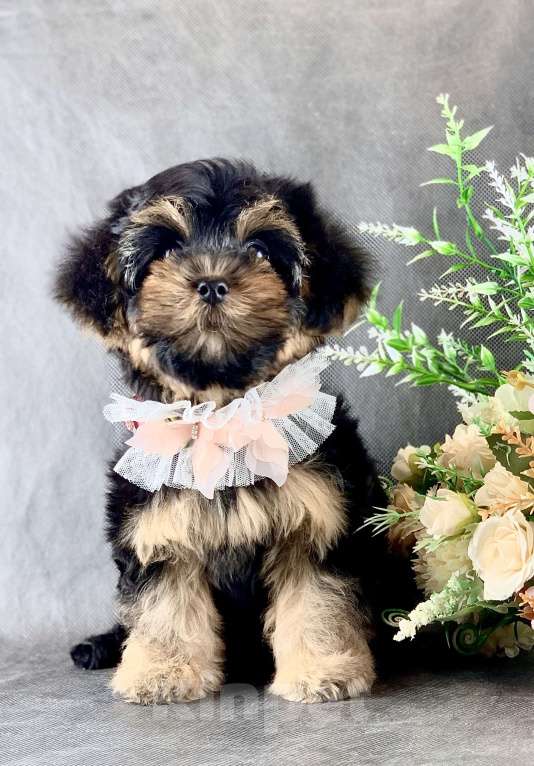 Собаки в Москве: Йоркипу мимишные малыши Девочка, 25 000 руб. - фото 6