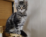 Кошки в Анапе: Продам котят породы Мейн-Кун Девочка, 25 000 руб. - фото 1