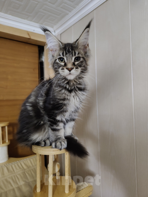 Кошки в Анапе: Продам котят породы Мейн-Кун Девочка, 25 000 руб. - фото 1