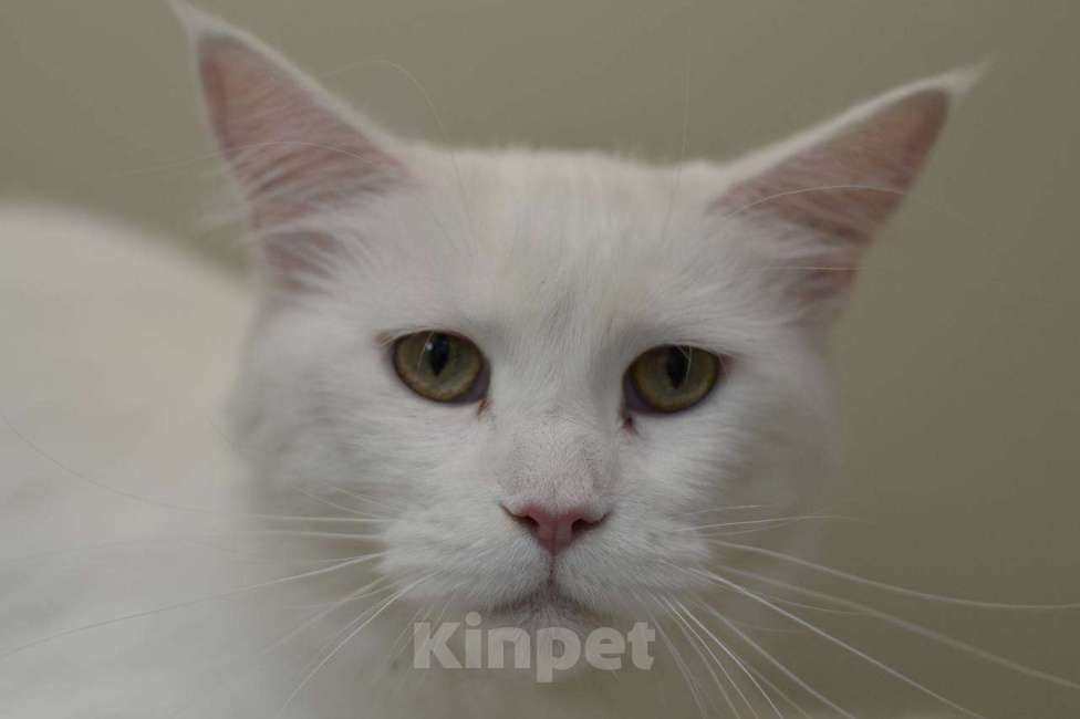 Кошки в Москве: Белый ангел Девочка, 1 руб. - фото 3