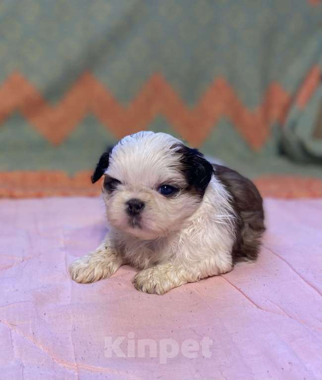 Собаки в Санкт-Петербурге: Обаятельная девочка ши тцу  Девочка, 40 000 руб. - фото 8