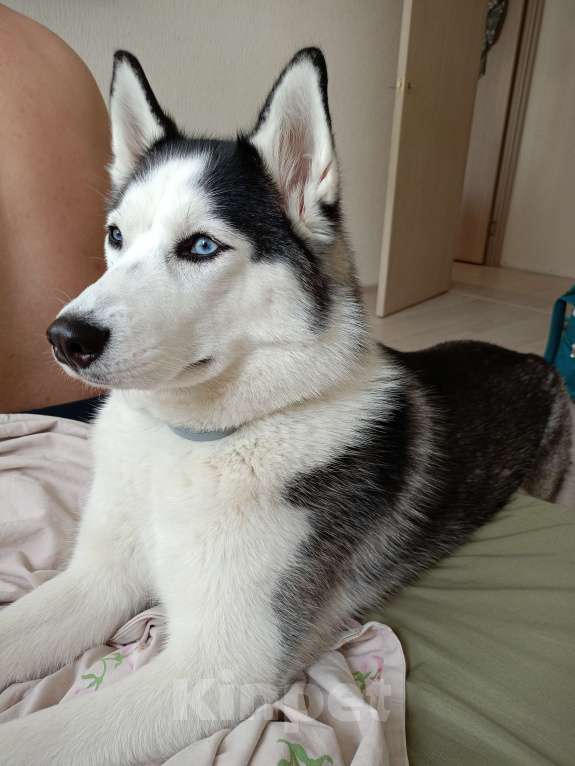 Собаки в других городах Московской области: Отдам Хаски в добрые руки🙏 Девочка, Бесплатно - фото 4