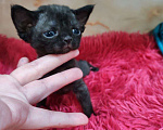 Кошки в Горячем Ключе: Котенок Девон Рекс девочка черный биколор Девочка, 70 000 руб. - фото 4