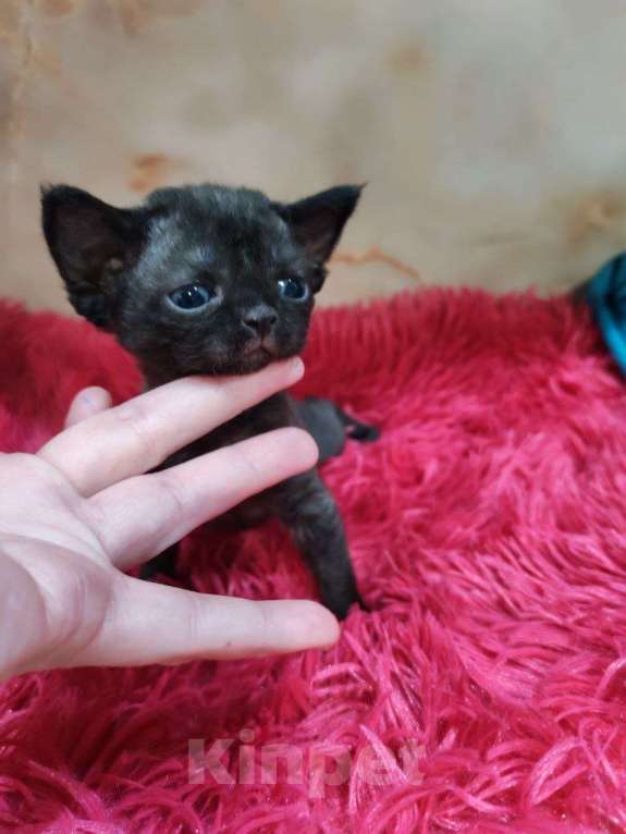 Кошки в Горячем Ключе: Котенок Девон Рекс девочка черный биколор Девочка, 70 000 руб. - фото 4