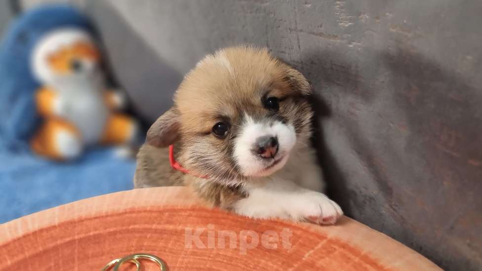 Собаки в Москве: Элитный щенок Мальчик, 85 000 руб. - фото 7